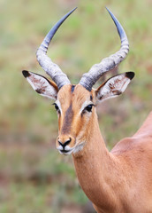 Naklejka na ściany i meble wild impala in Kruger national park, South Africa.