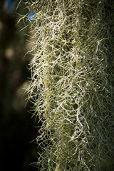 spanish moss