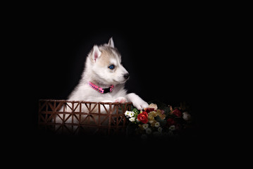 Fototapeta na wymiar Husky dog puppy one month old in black background