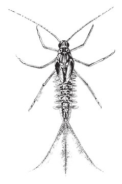 Magnified view of larva of the dayfly, vintage engraving.