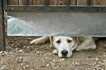 Yard dog