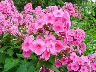 floks (płomyk)