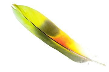 feather isolated