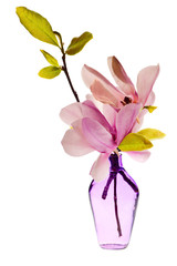 Magnolia Jane Blossoms in a vase isolated