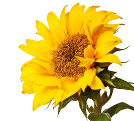 Wandaufkleber sunflower isolated © Christine