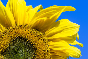 sunflower closeup