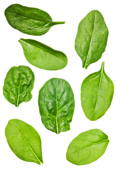 Spinach Leaf Isolated