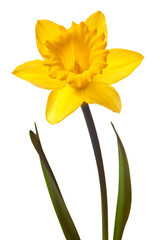 yellow daffodil isolated © Christine