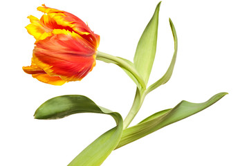 Spring Tulips - 96114824
