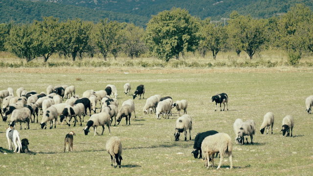 Free range farming,flock of sheep grazing in the Greek countryside