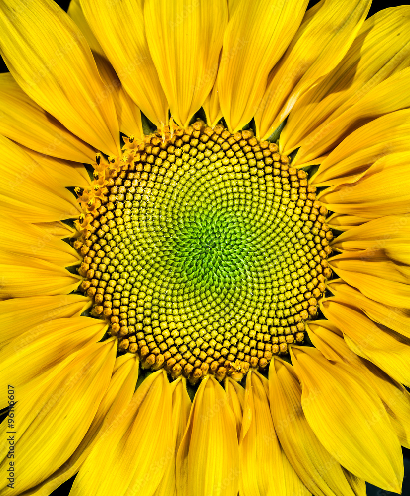 Wall mural sunflower macro