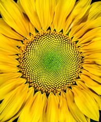 Obraz premium sunflower macro