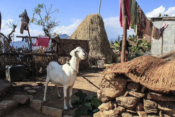 small farm with goat and straw in Nepal