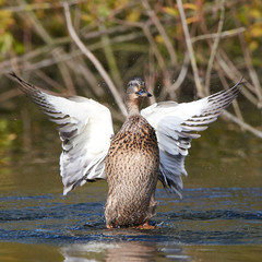 Wild Duck (Anas platyrhynchos)