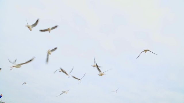  Anonymous woman feeding flock of hungry seagulls. Many birds flying in grey cloudy sky at seaside. Real time video.