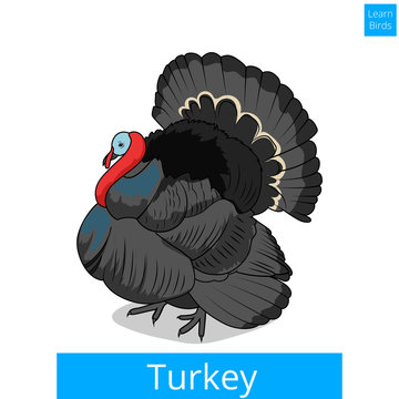 Turkey learn birds educational game vector