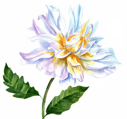 Vintage watercolor drawing of white dahlia flower on white background