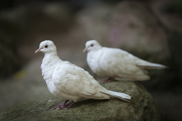 White dove sitting on the rock, Thailand