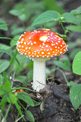 Amanita