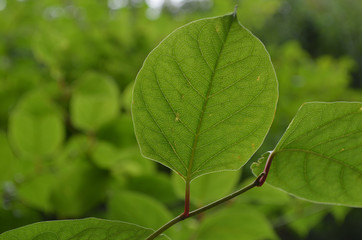 Leaf of invasive Japanese knotweed
