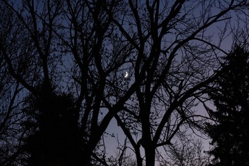 Silhouettes of trees on the background of the evening sky with the moon