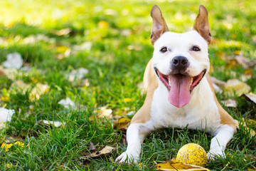 Smiling dog enjoying the beautiful sunny day 