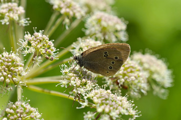 grey velvet butterfly with eyes on the wings sits on a flower