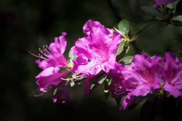 Fototapeta na wymiar Azalea Flowers