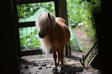 Blonde Shetland pony with long manes