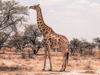 Giraffe feeding from tree