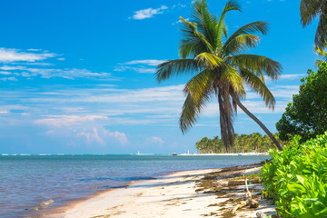 Coconut palm on the beautiful caribbean beach in Dominican Republic