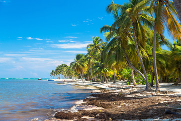 Many coconut palms on the wild carribean beach, Atlantic ocean, Dominican Republic