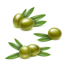 Vector Set of Green Olives Branches with Leaves Isolated on White Background