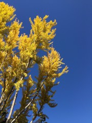 yellow tree, blue sky