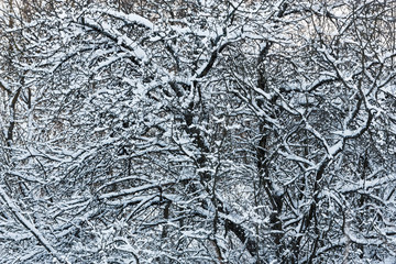Winter trees background