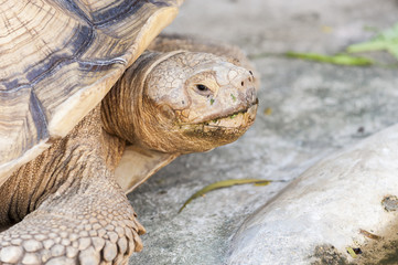 Obraz premium Big turtle