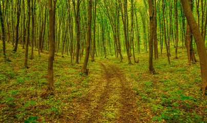 Obraz premium Green forest background