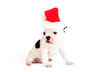 Christmas french bulldog