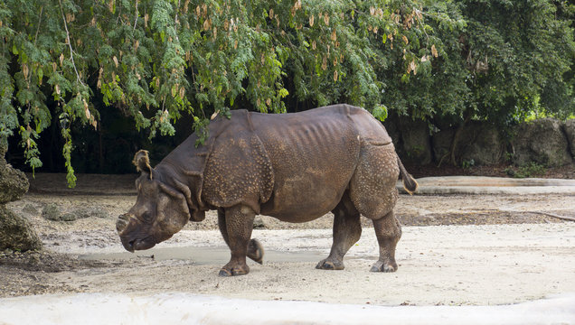 Miami Zoo, Florida, USA - Rhinoceros
