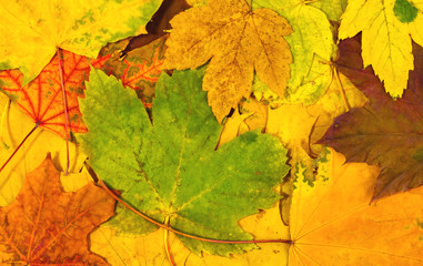 Naklejka na ściany i meble Autumn background of colorful leaves