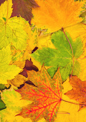 Naklejka na ściany i meble colorful autumn leaves.vertical card