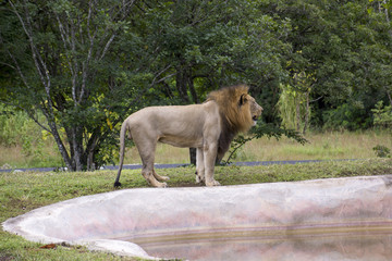 Miami Zoo, Florida, USA - Lion