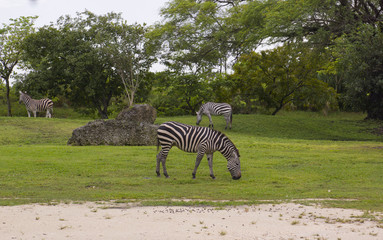 Fototapeta na wymiar Miami Zoo, Florida, USA - Grévy's zebra