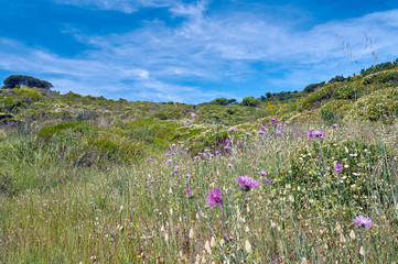 Flowers blooming on the coast of the Mediterranean in the spring in France.