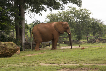 Miami Zoo, Florida, USA - Indian elephant