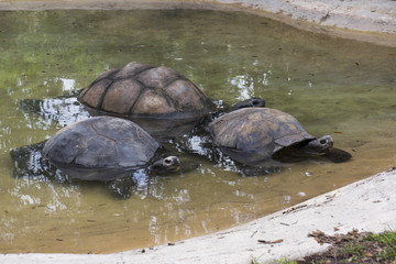 Miami Zoo, Florida, USA - Giant Turtles