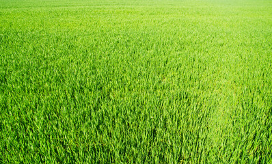 Plakat Green field and bright blue sky