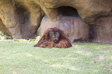 Miami Zoo, Florida, USA - Orangutan