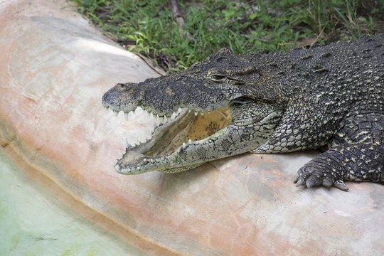 Miami Zoo, Florida, USA - Alligator