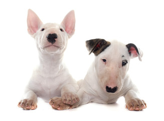Naklejka premium puppies bull terrier